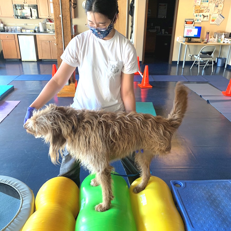 リハビリテーション | 東千葉動物医療センター