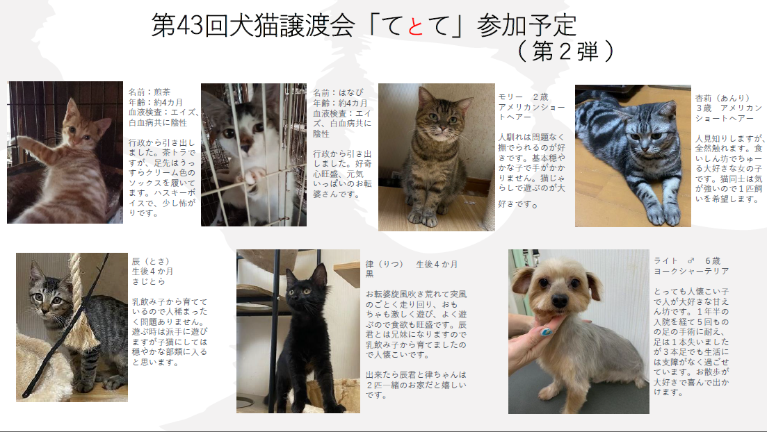第43回犬猫譲渡会参加予定 第二弾✨✨ | 東千葉動物医療センター